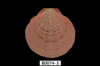 藏品(澳洲日月蛤)的圖片